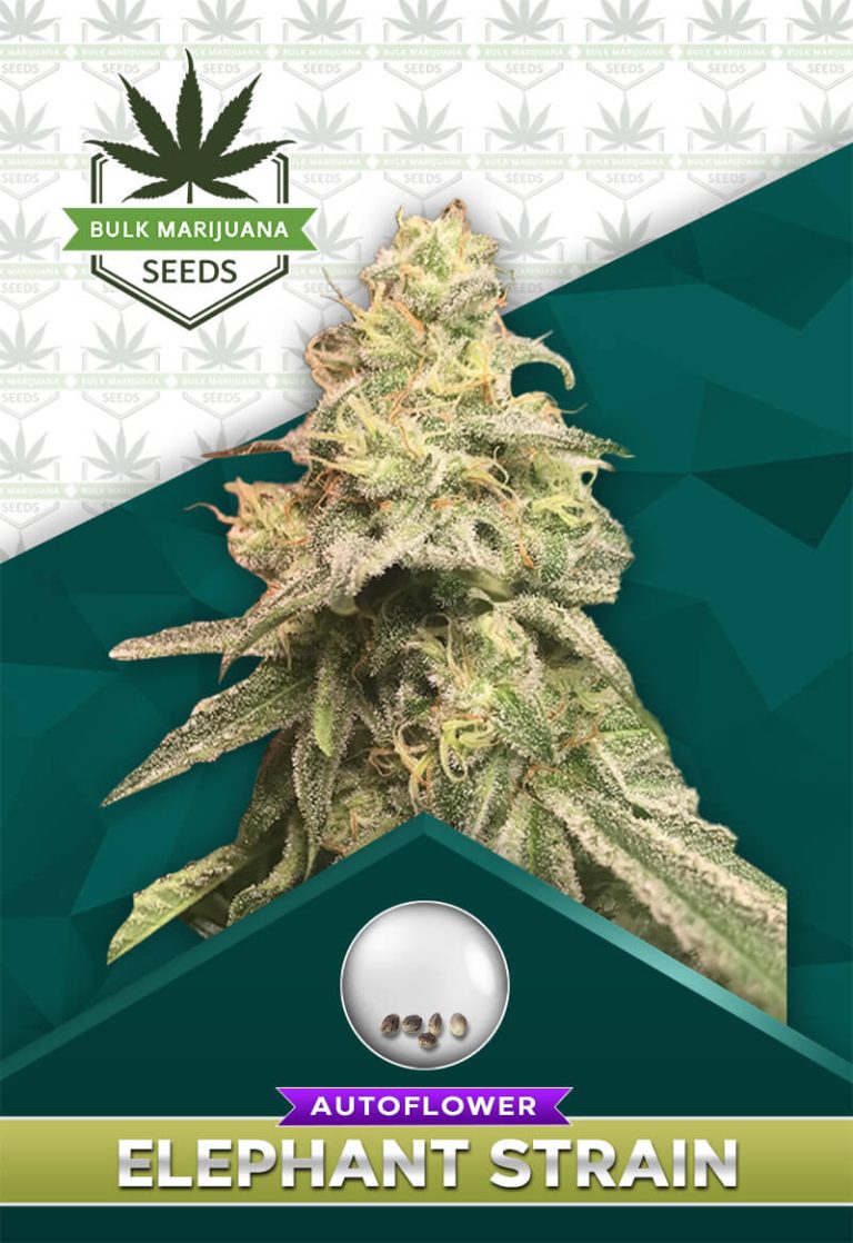 Elephant Strain Autoflowering