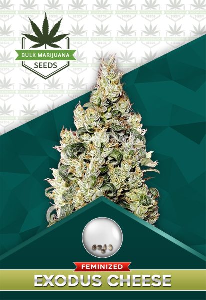 Exodus Cheese Strain Feminized