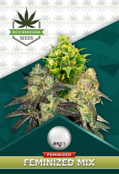 Feminized Mix Strain Feminized