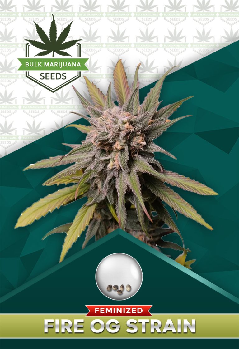 Fire OG Strain Feminized