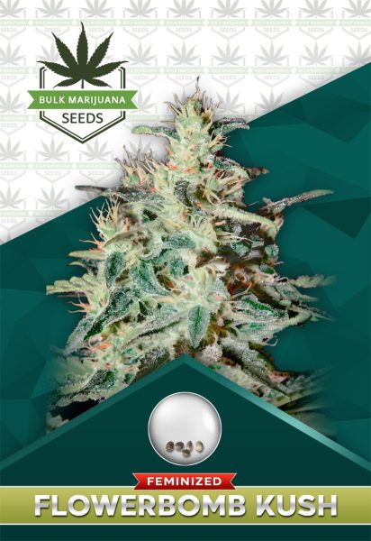 Flower Bomb Kush Feminized