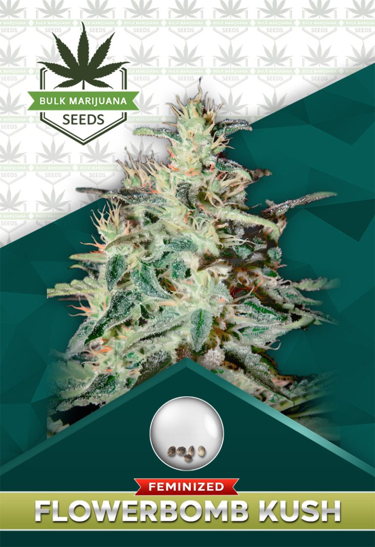 Flower Bomb Kush Feminized