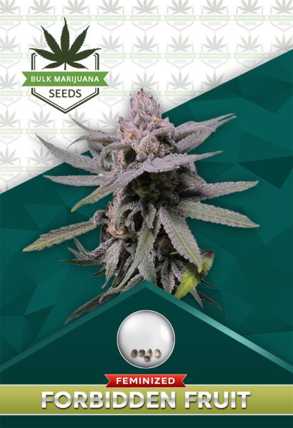 Forbidden Fruit Strain Feminized