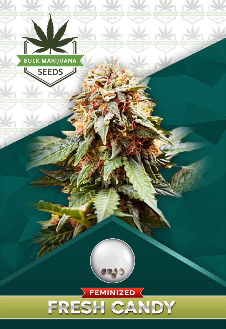 Fresh Candy Strain Feminized