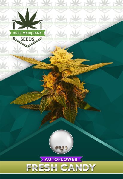 Fresh Candy Strain Autoflowering