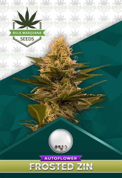 Frosted Zin Strain Autoflower