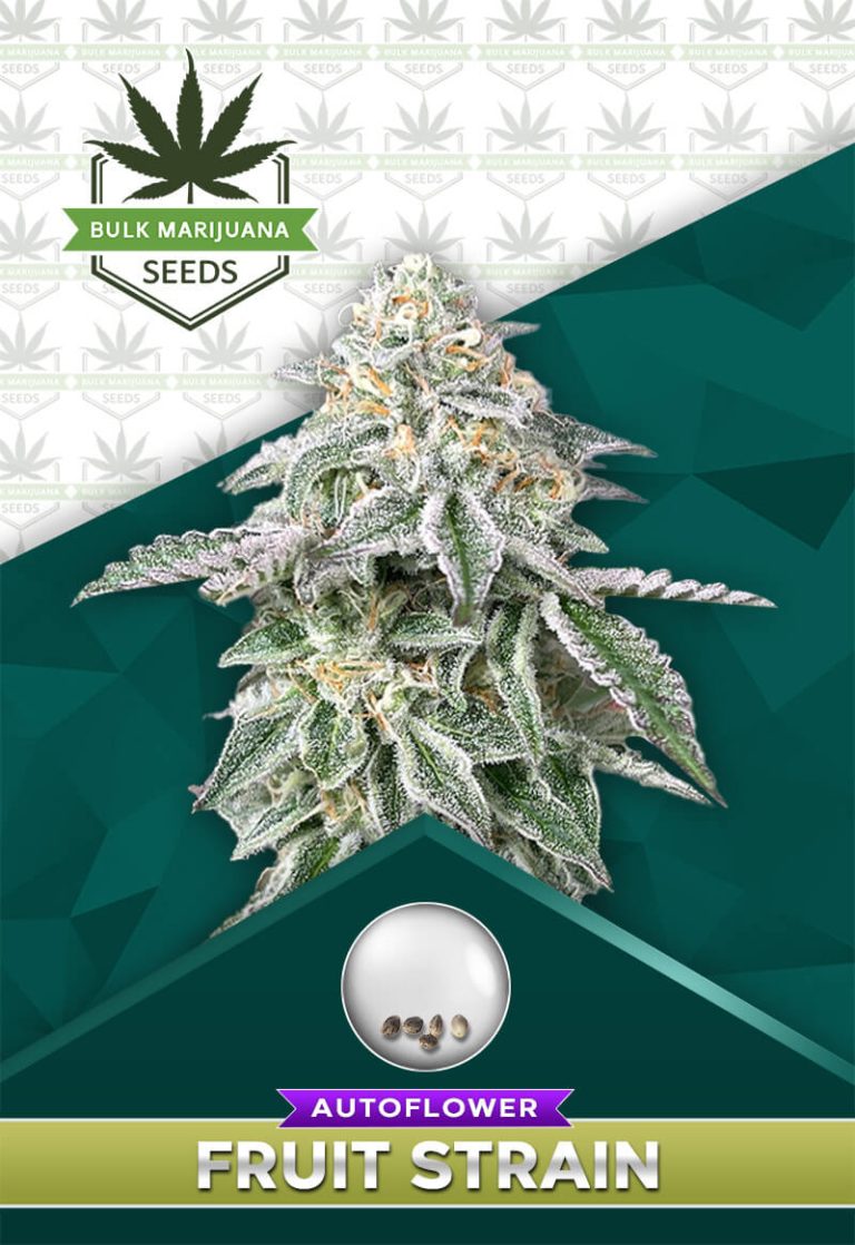 Fruit Strain Autoflower