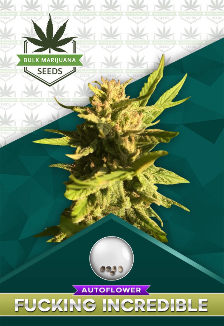 Fucking Incredible Strain Autoflowering