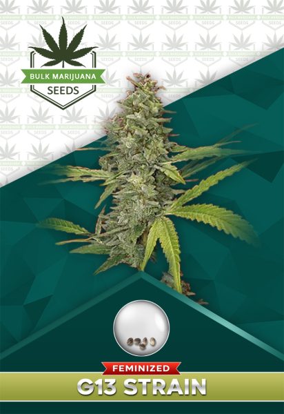 G13 Strain Feminized