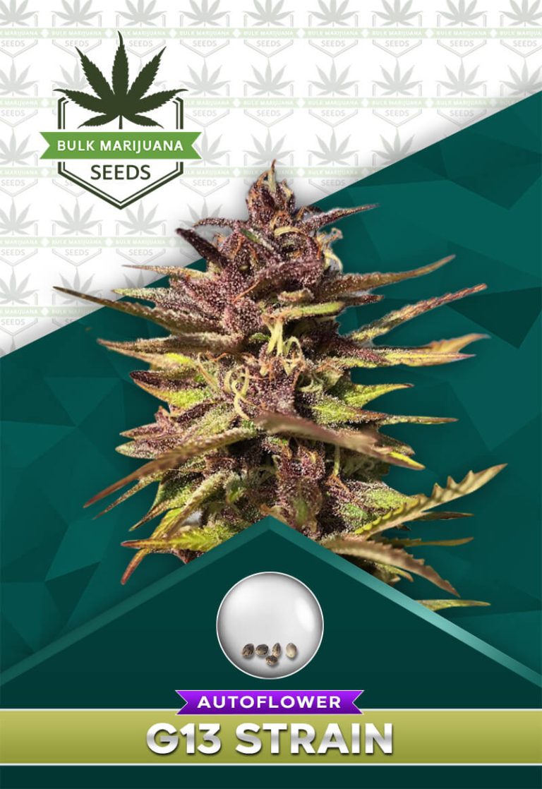 G13 Strain Autoflowering