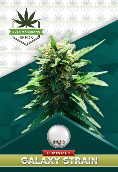 Galaxy Strain Feminized