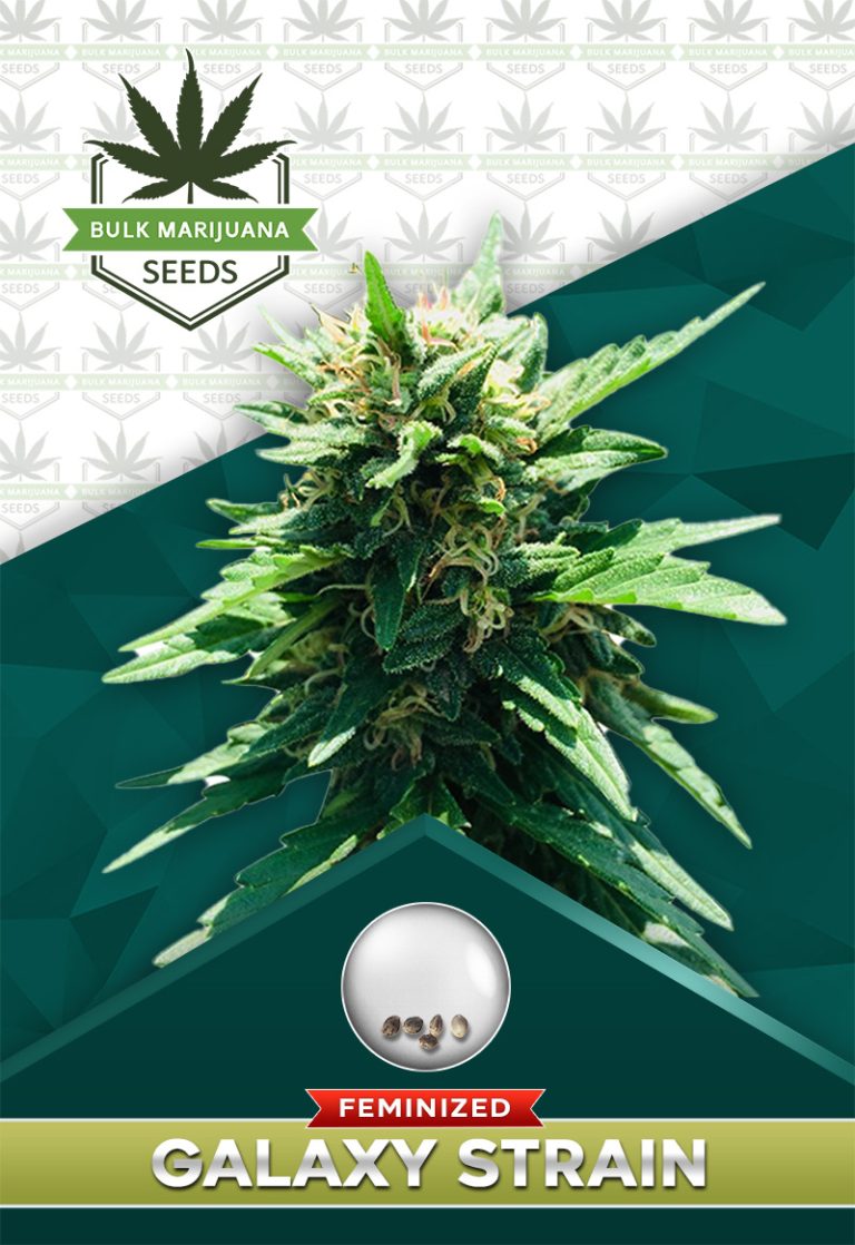 Galaxy Strain Feminized