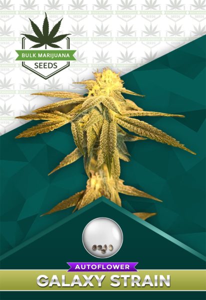 Galaxy Strain Autoflowering