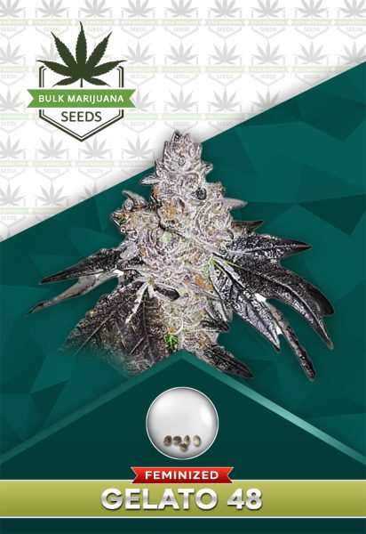 Gelato 48 Strain Feminized