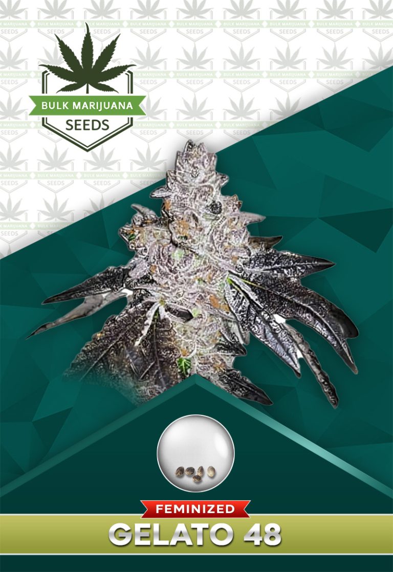 Gelato 48 Strain Feminized