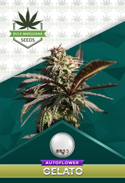 Gelato Strain Autoflower