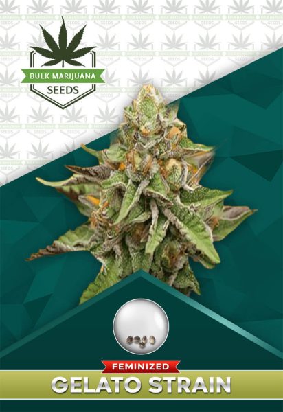 Gelato Strain Feminized