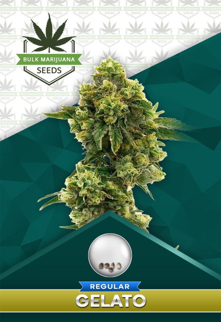 Gelato Strain Regular Marijuana Seeds