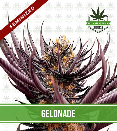 Gelonade Strain Feminized