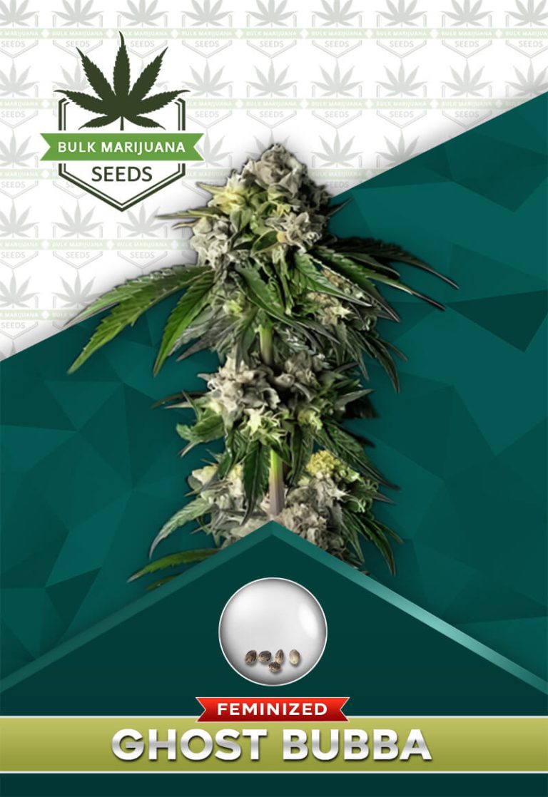 Ghost Bubba Strain Feminized