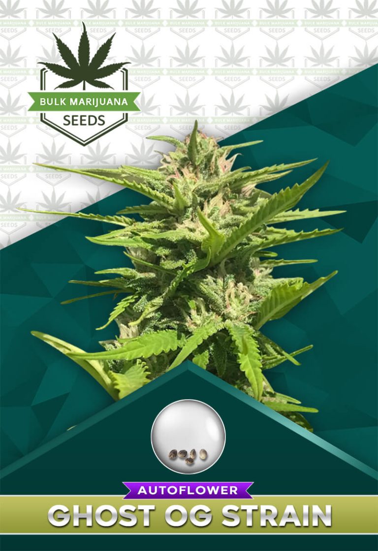 Ghost OG Strain Autoflowering