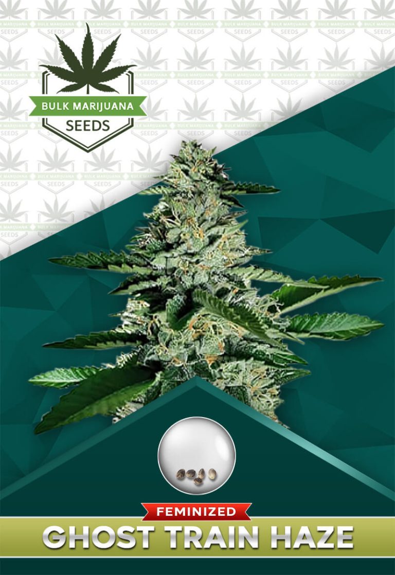 Ghost Train Haze Feminized