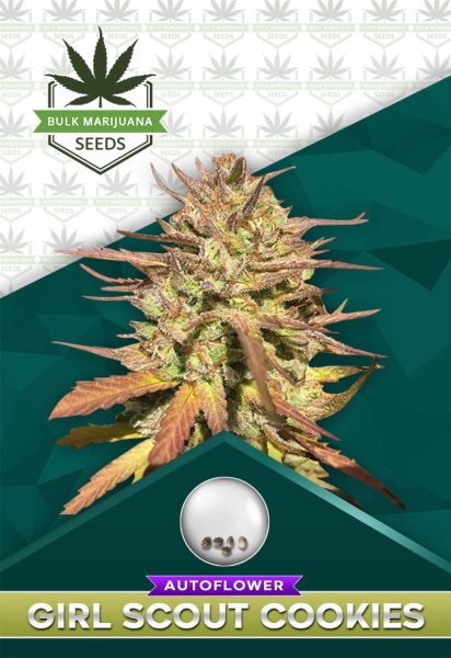 Girl Scout Cookies Strain Autoflower