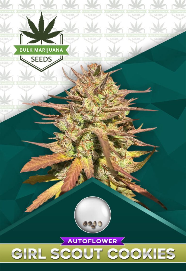 Girl Scout Cookies Strain Autoflower