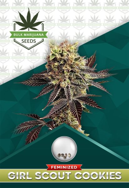 Girl Scout Cookies Strain Feminized