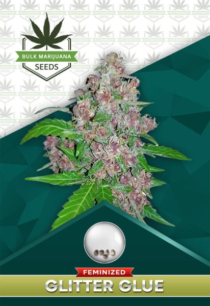 Glitter Glue Strain Feminized