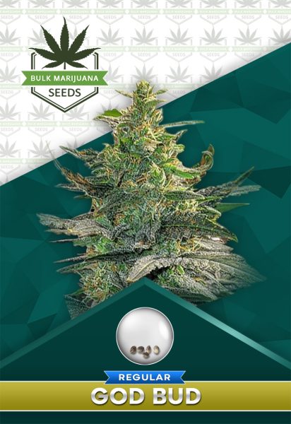 God Bud Strain Regular Marijuana Seeds
