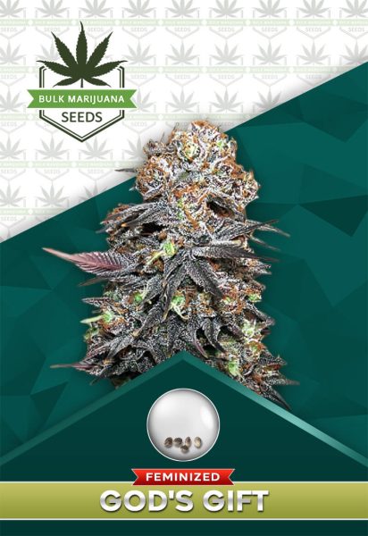God's Gift Strain Feminized