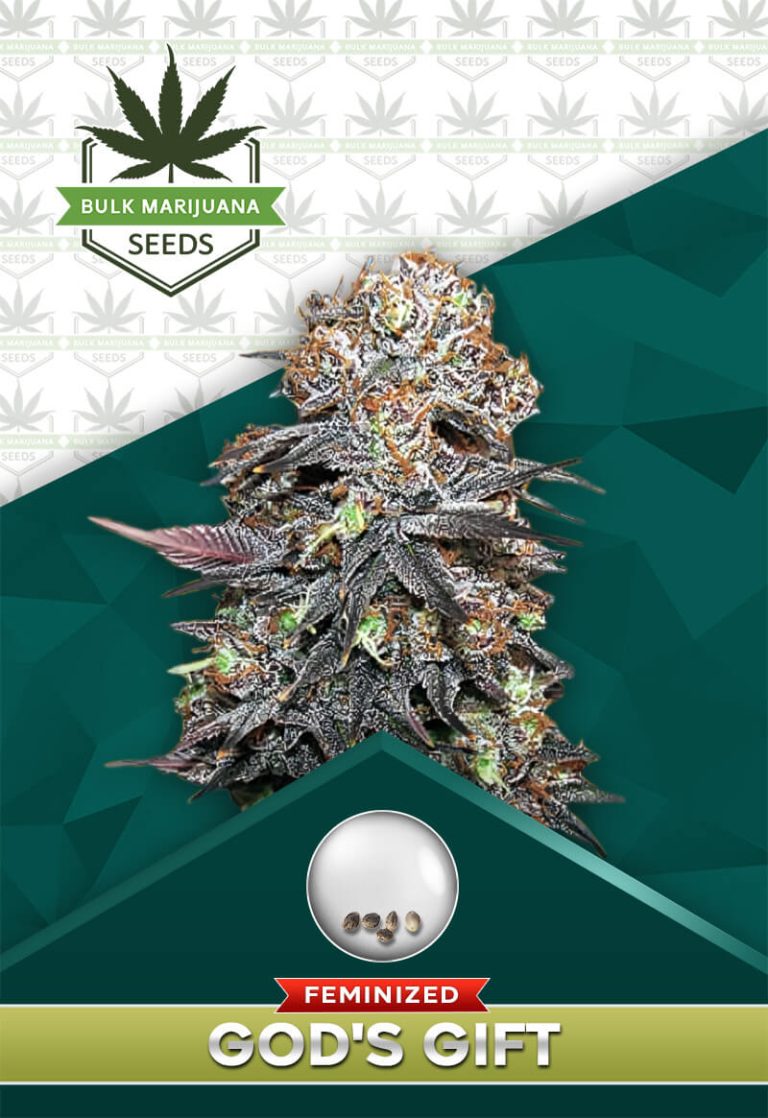 God's Gift Strain Feminized