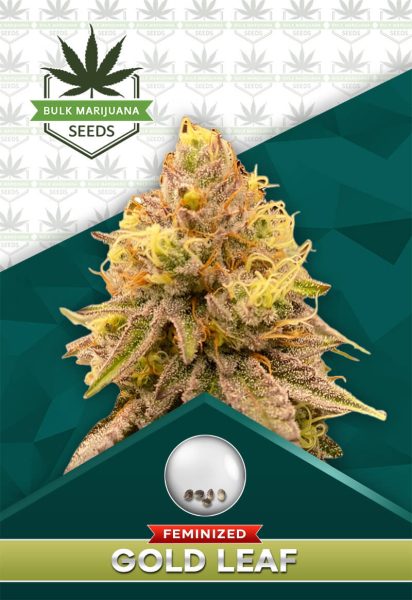 Gold Leaf Strain Feminized