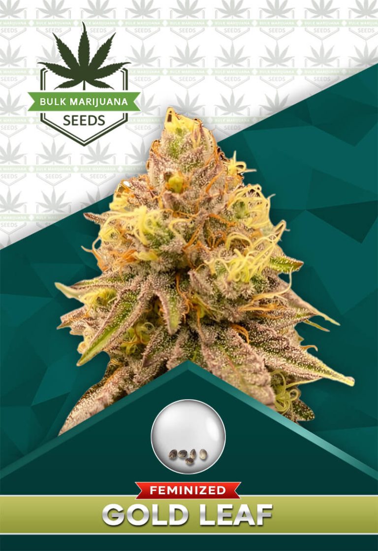 Gold Leaf Strain Feminized