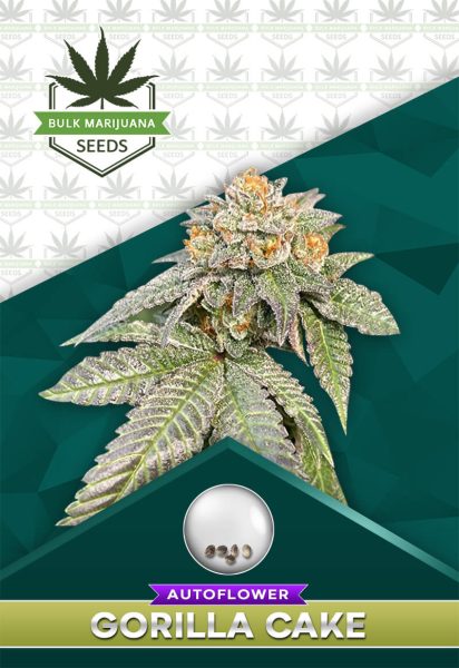 Gorilla Cake Strain Autoflower