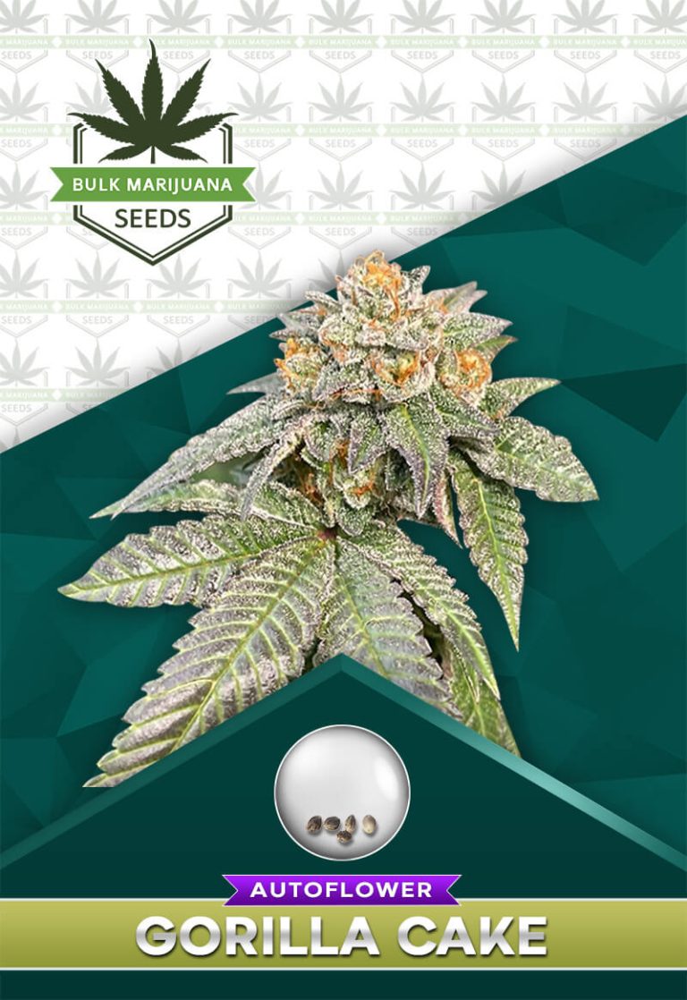 Gorilla Cake Strain Autoflower