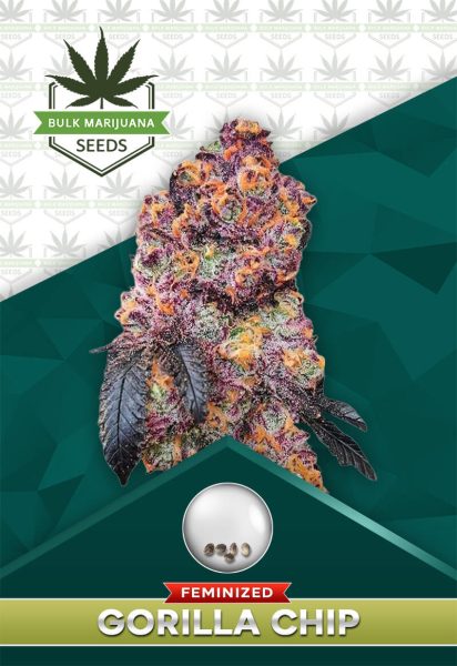 Gorilla Chip Strain Feminized