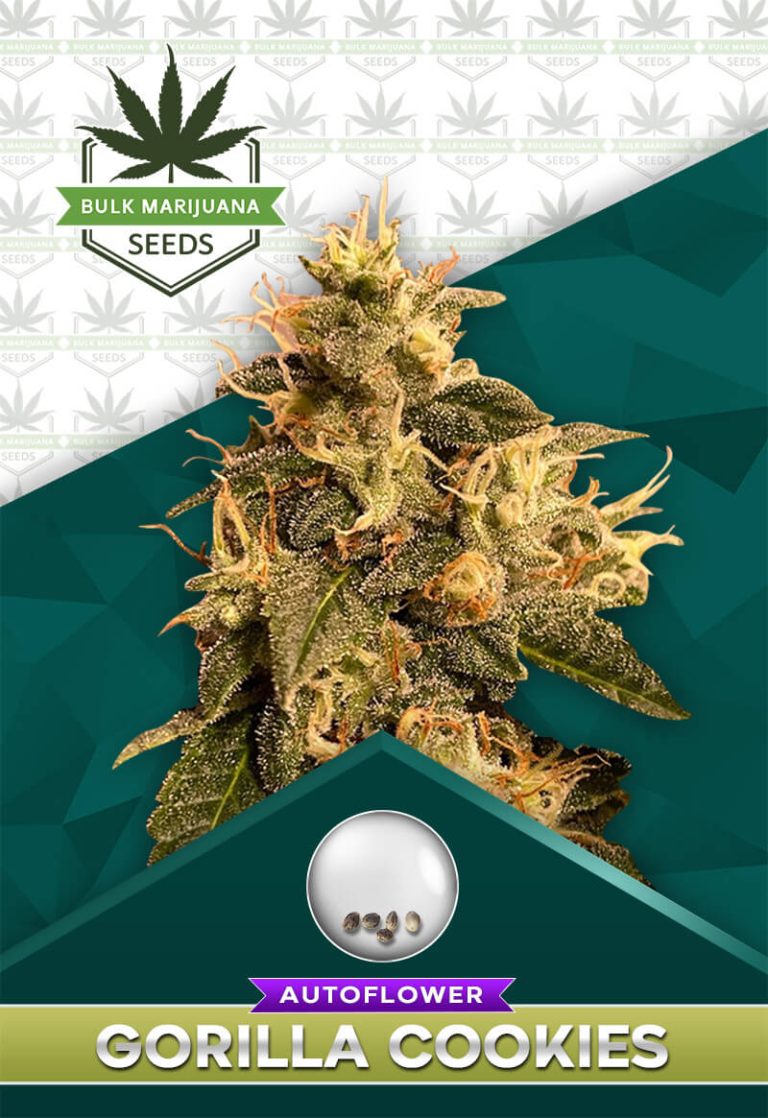 Gorilla Cookies Strain Autoflower