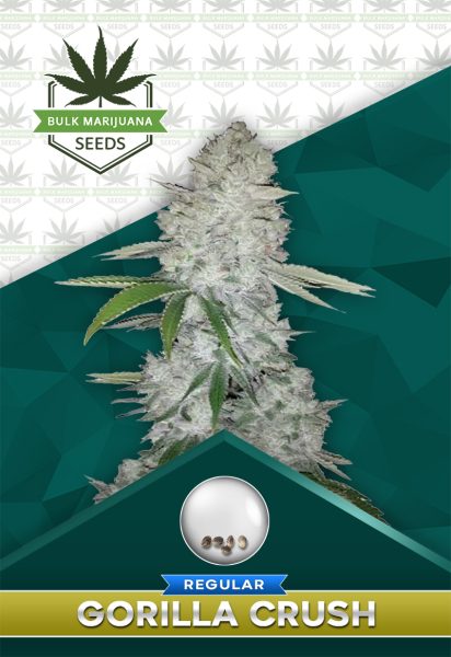 Gorilla Crush Strain Regular Marijuana Seeds