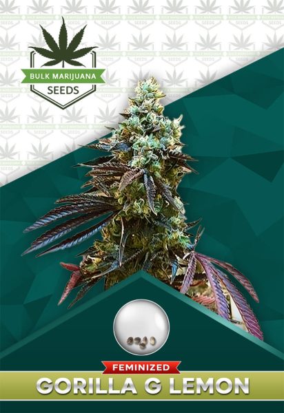 Gorilla G Lemon Strain Feminized