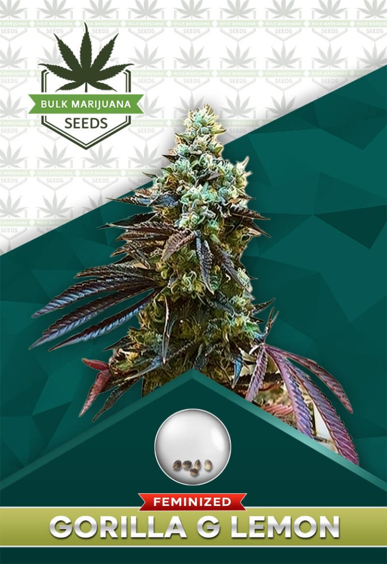 Gorilla G Lemon Strain Feminized