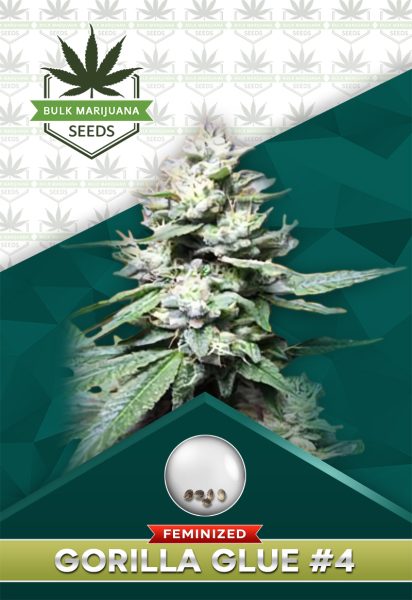 Gorilla Glue #4 Strain Feminized