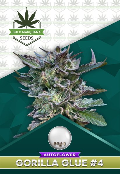 Gorilla Glue #4 Strain Autoflower
