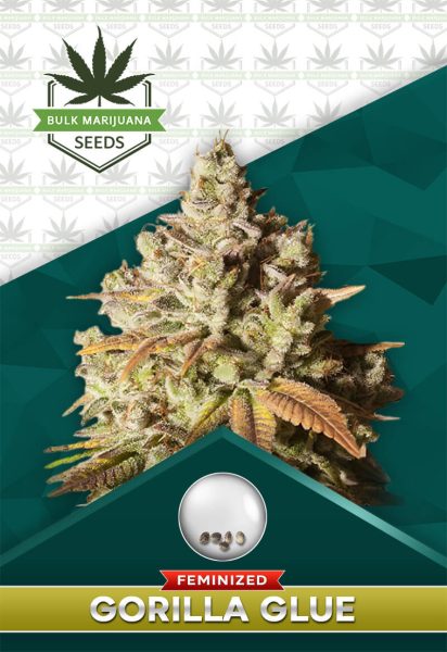 Gorilla Glue Strain Feminized