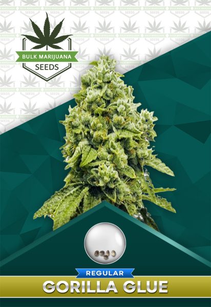 Gorilla Glue Strain Regular Marijuana Seeds