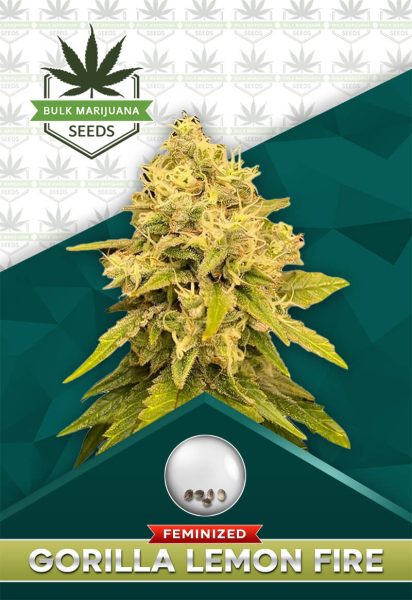 Gorilla Lemon Fire Feminized