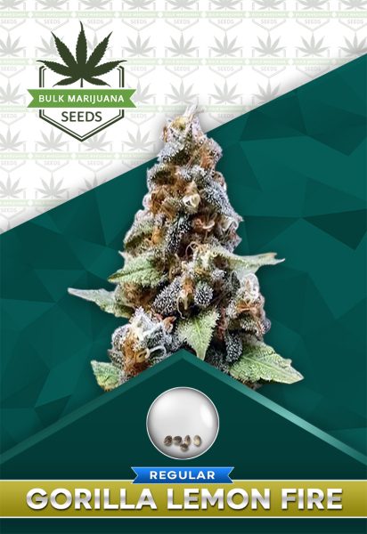 Gorilla Lemon Fire Strain Regular Marijuana Seeds