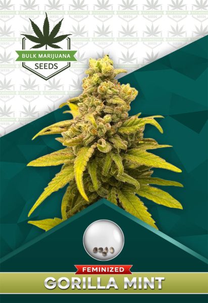 Gorilla Mint Strain Feminized