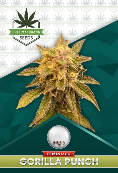 Gorilla Punch Strain Feminized